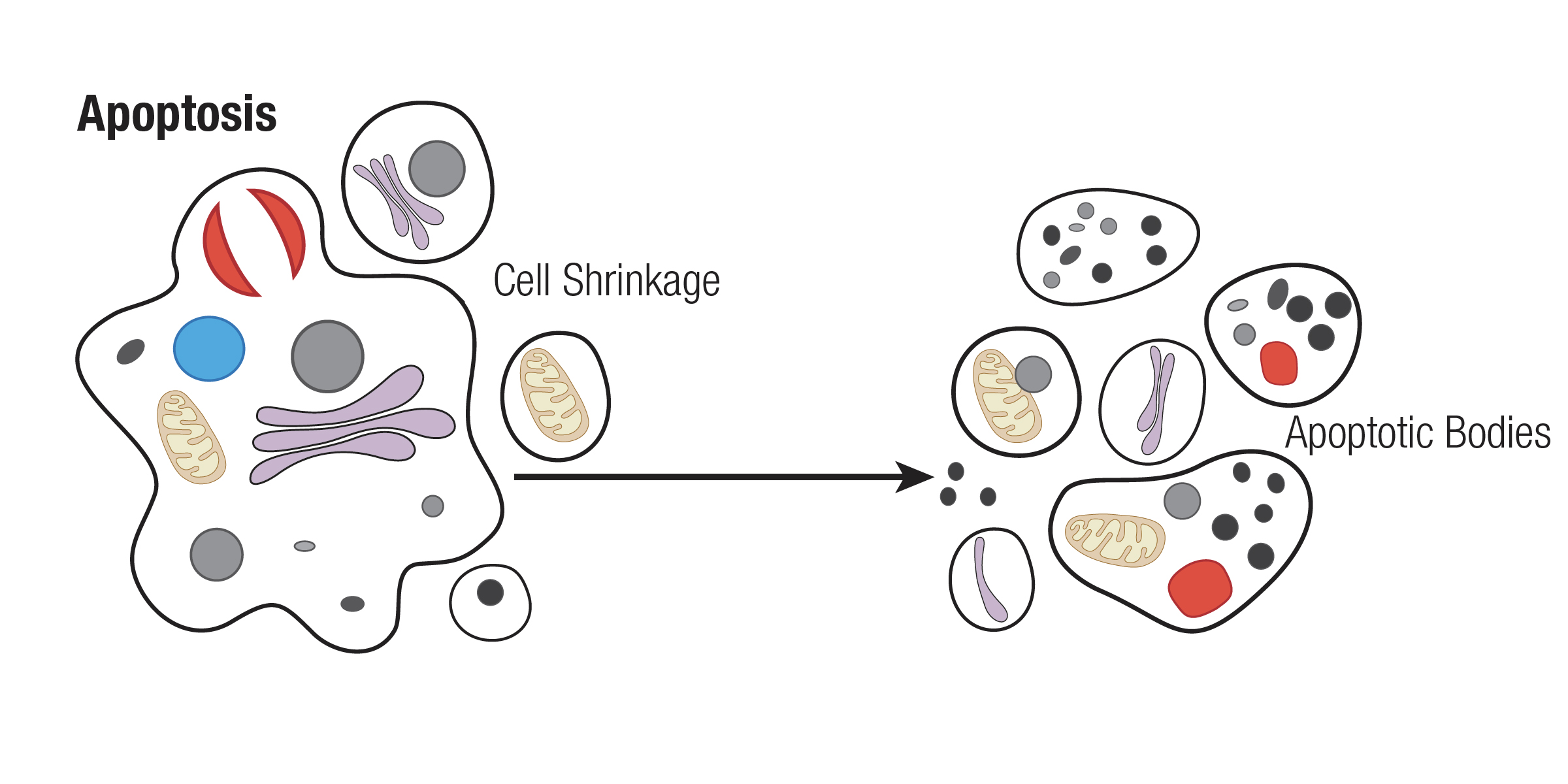 Mechanisms Of Cell Death: Apoptosis